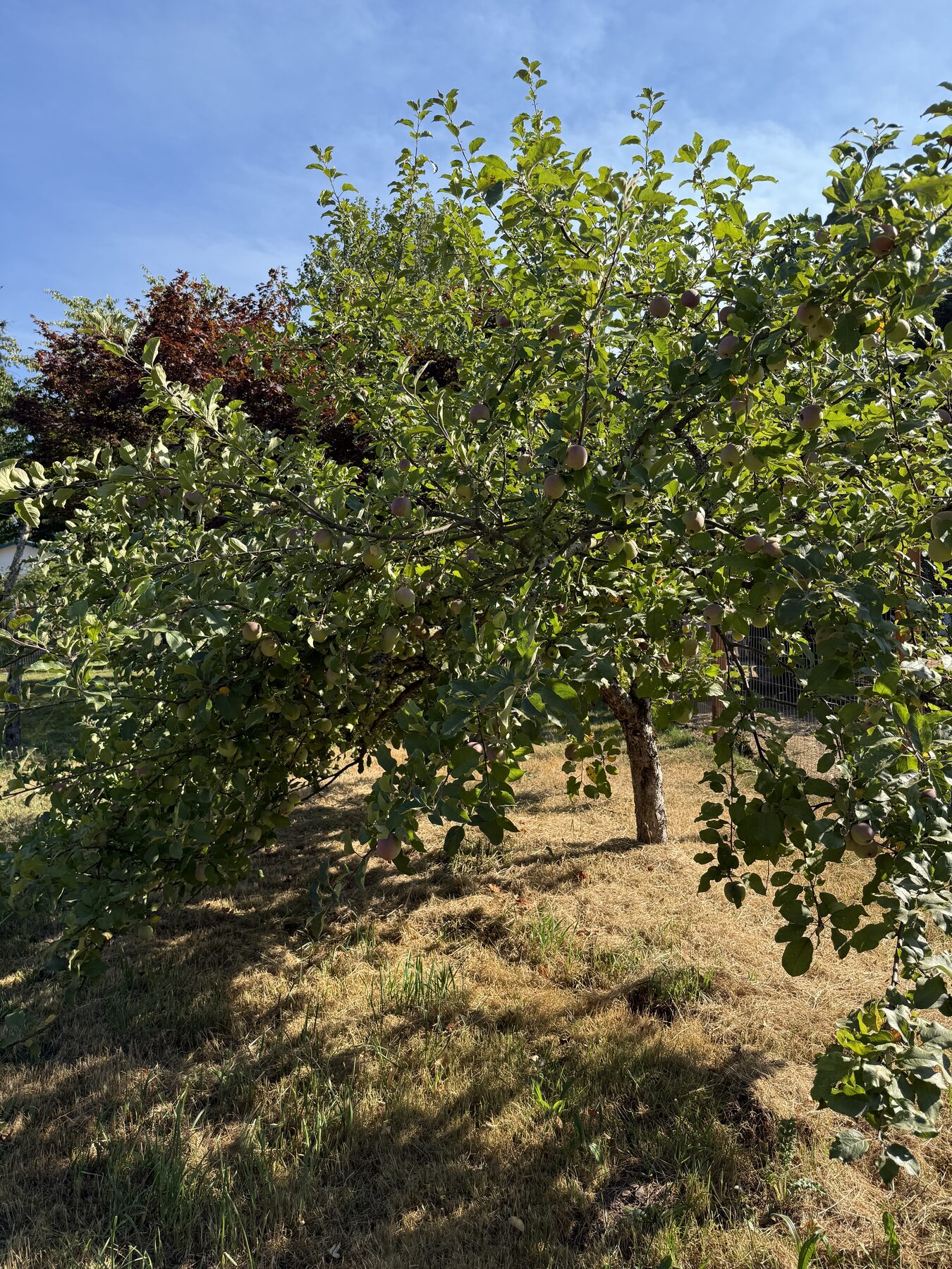 An apple tree heavy with fruit at Boring Acre Farm