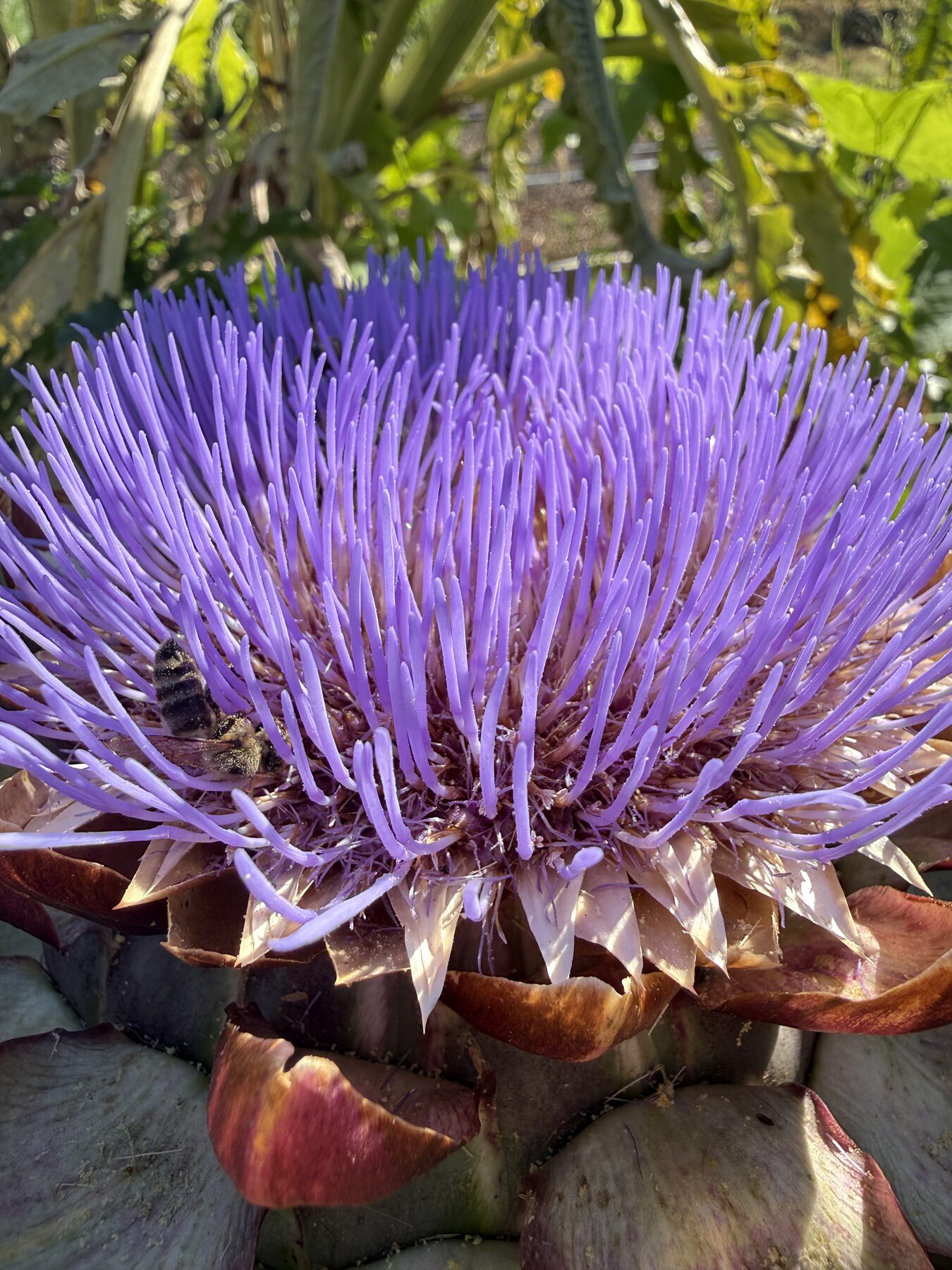 A pollinator visiting an artichoke bloom