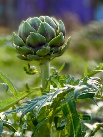 An artichoke bud ready to bloom