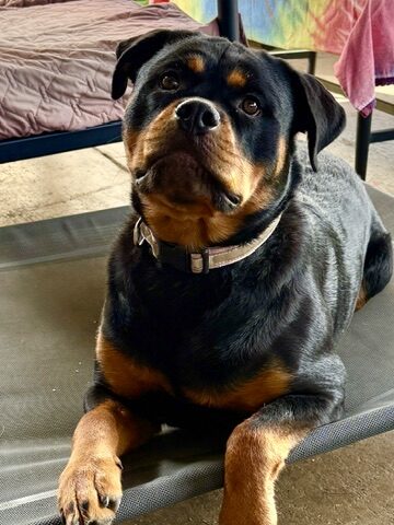 Cassiopeia the Rottweiler