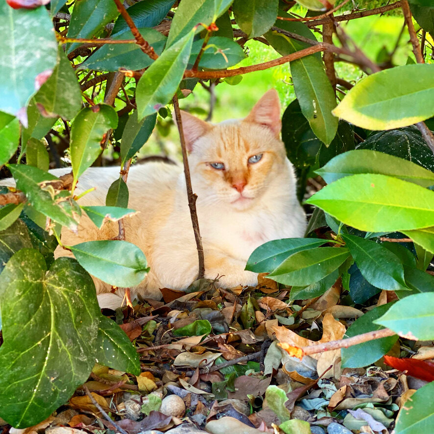 Yoshi the cat lounging in the leaves