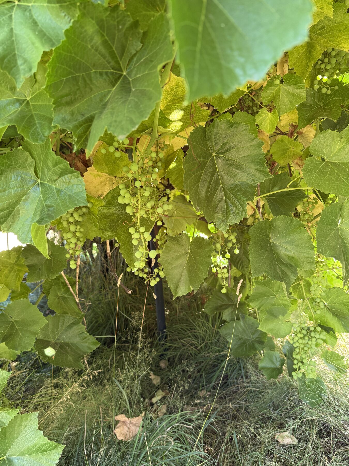 Grapes ripening on the vine