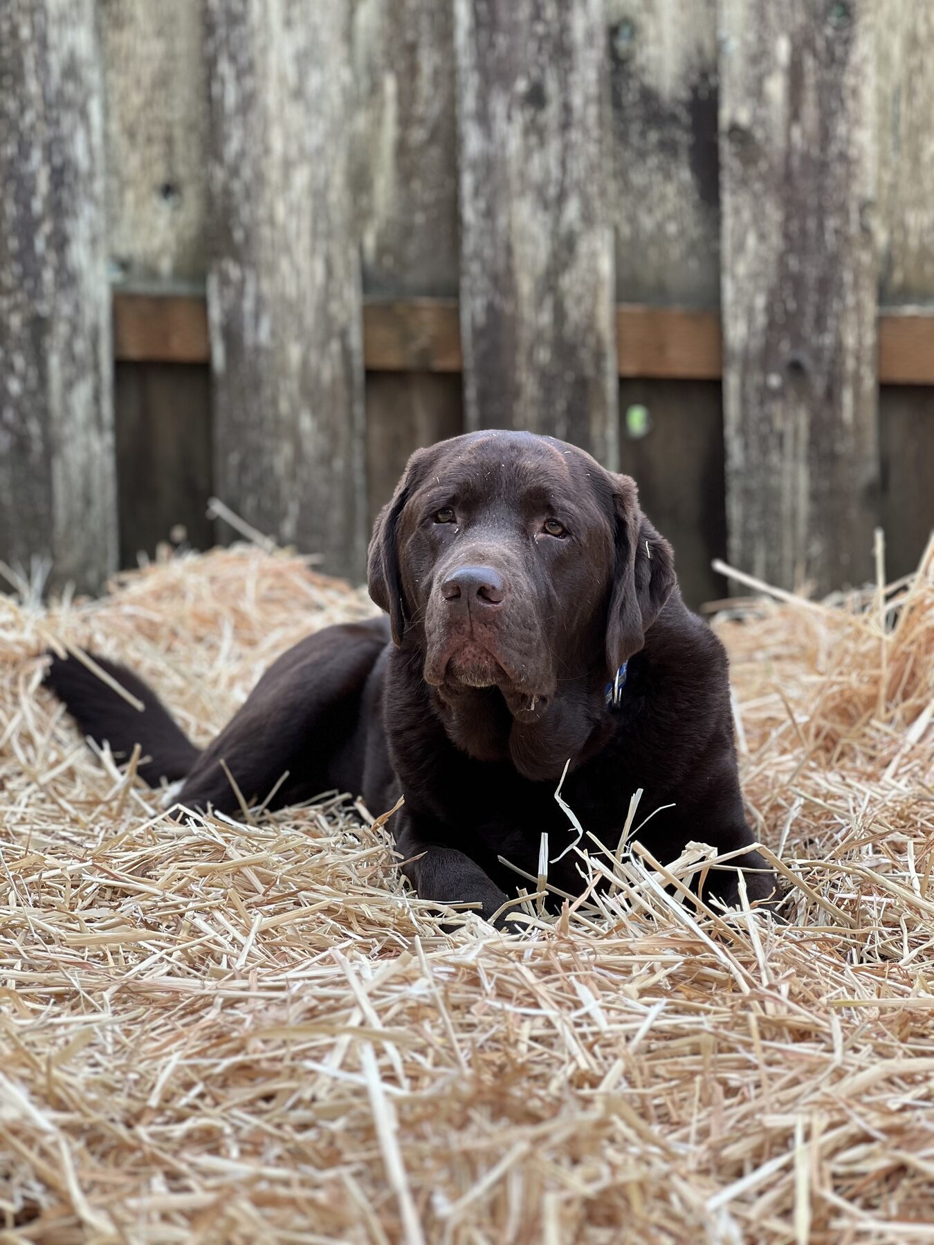 Gravy the chocolate labrador