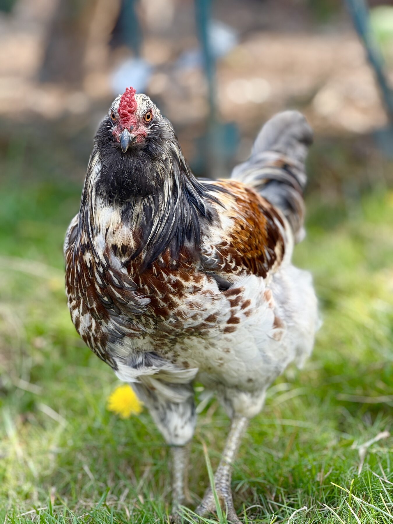 A hen with her chicks