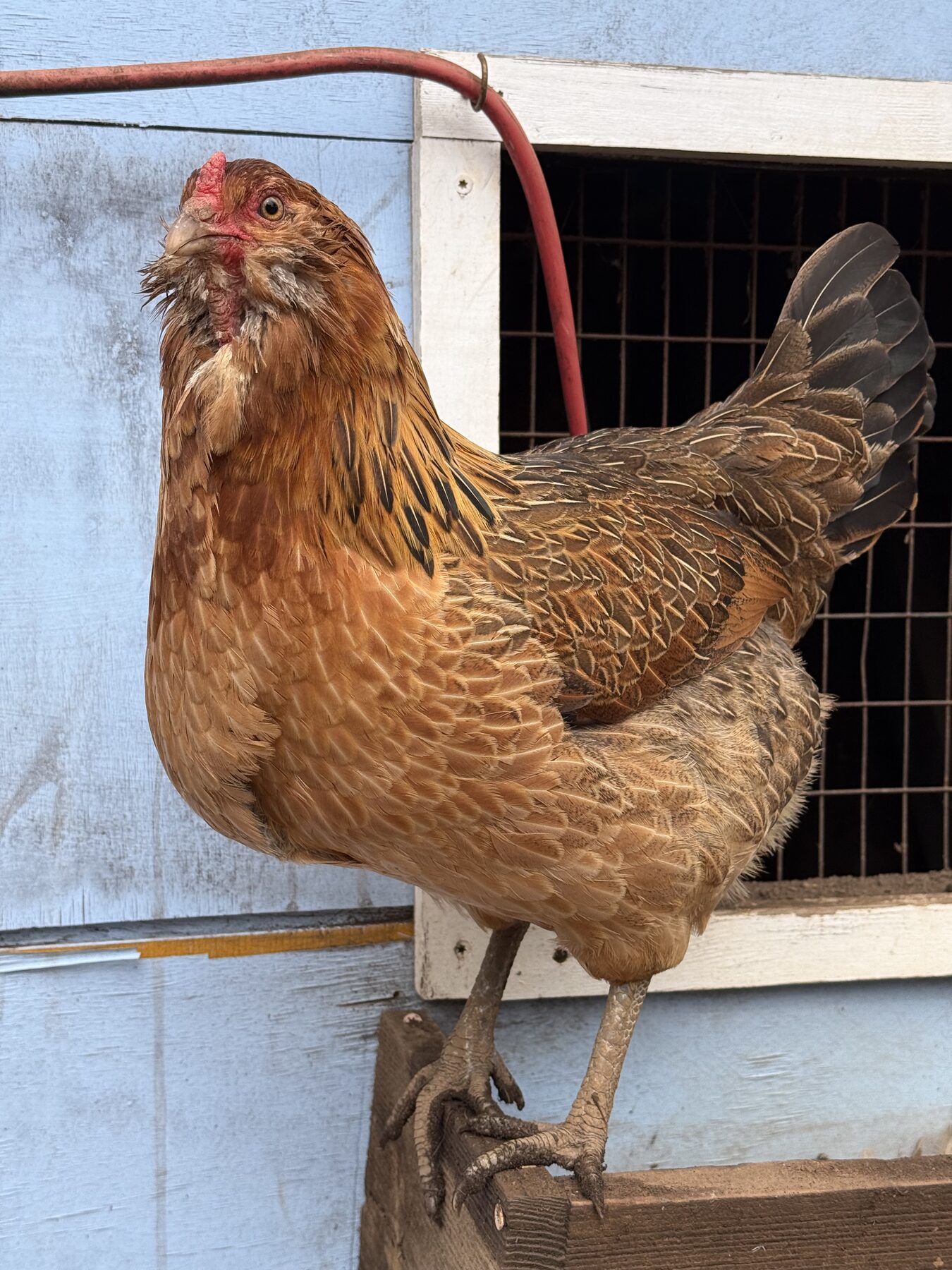 One of our chickens foraging in the grass