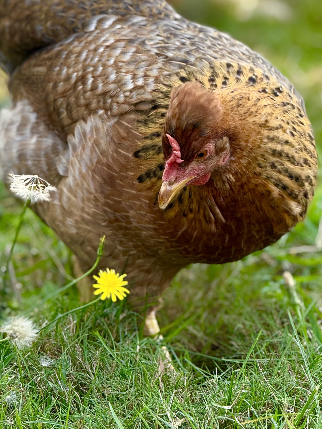 One of our hens