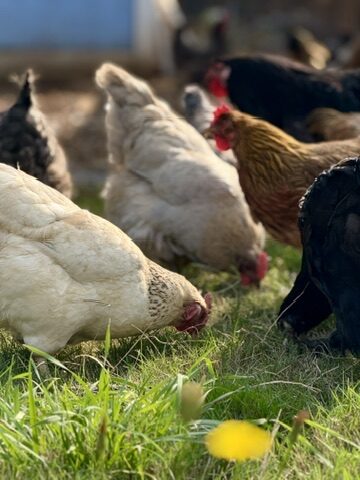 Our hens foraging and tilling the ground
