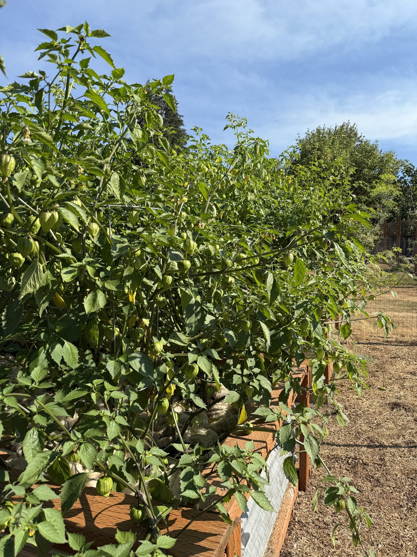 Companion-planted rows in a raised bed