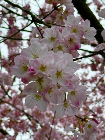 A pear blossom in spring, buzzing with pollinators