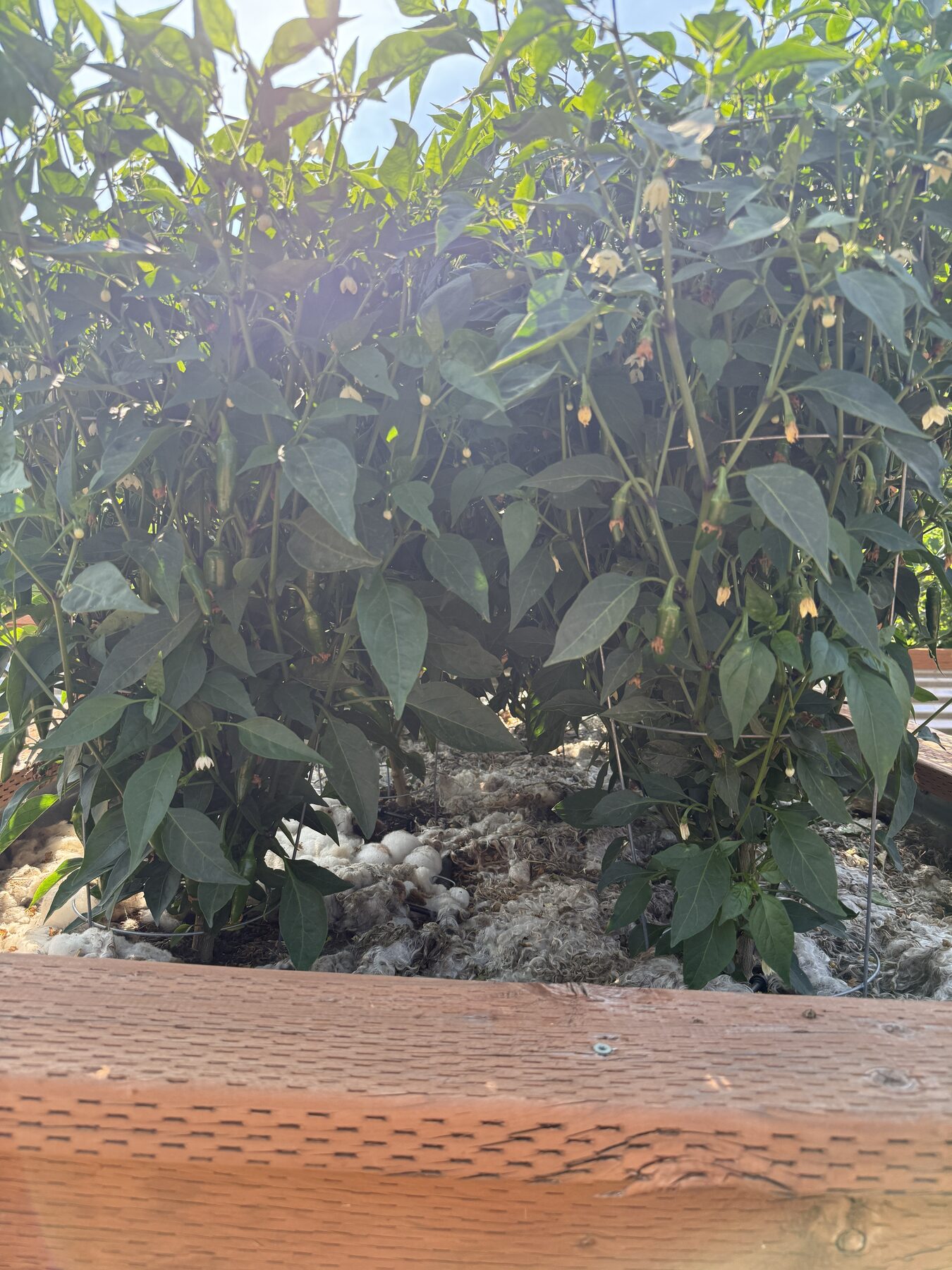 Wool mulch and pepper plants