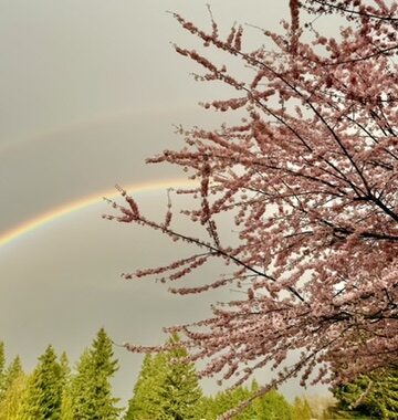 A rainbow over the cherry blossoms