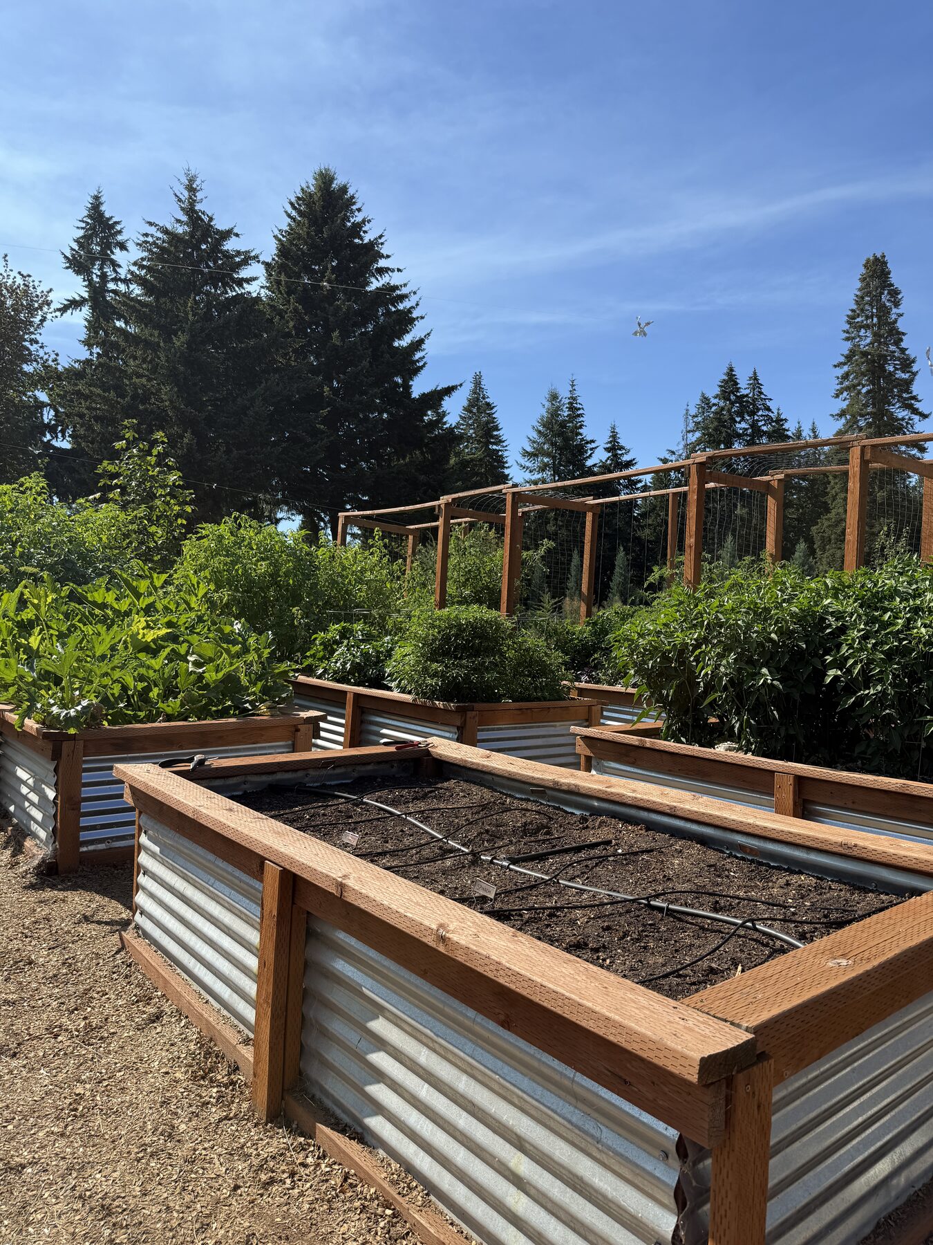 Raised beds full of healthy soil and growing vegetables