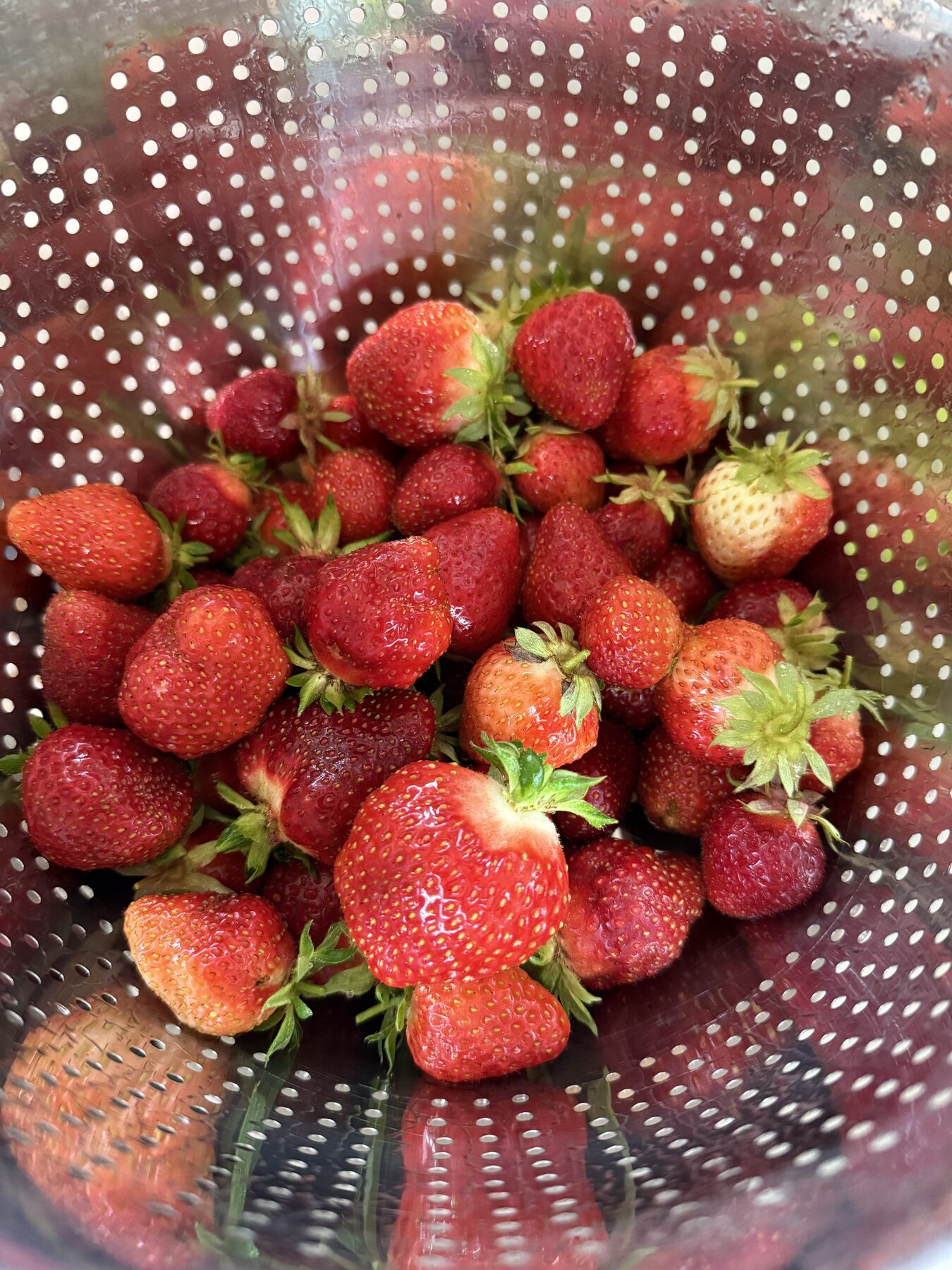 A colander of freshly picked strawberries