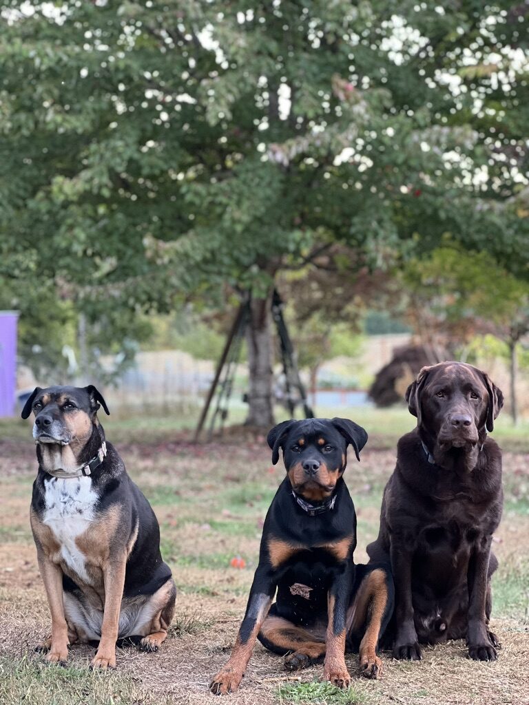 Artemis, Cassiopeia, and Gravy together on the farm