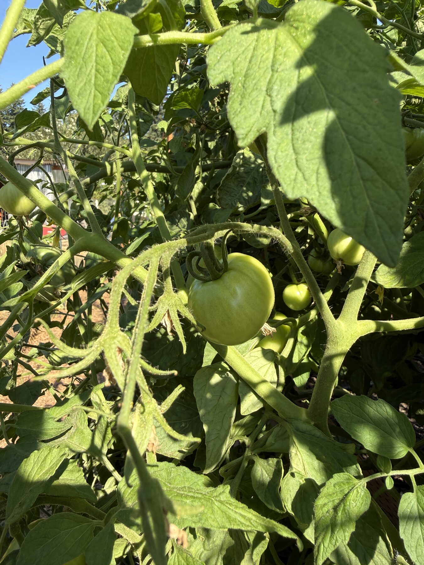 Tomatoes ripening on the vine