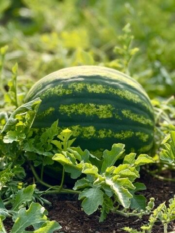 A watermelon ripening in the garden